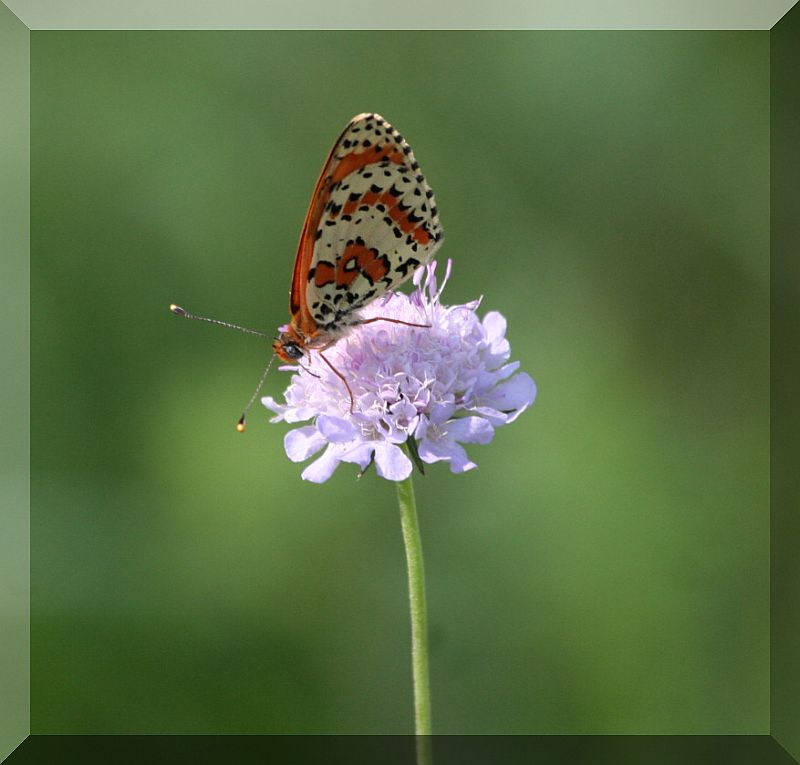 da determinare - Melitaea didyma (maschio)